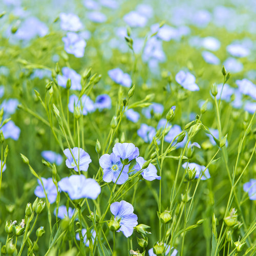 Discover the benefits of linen made from European flax