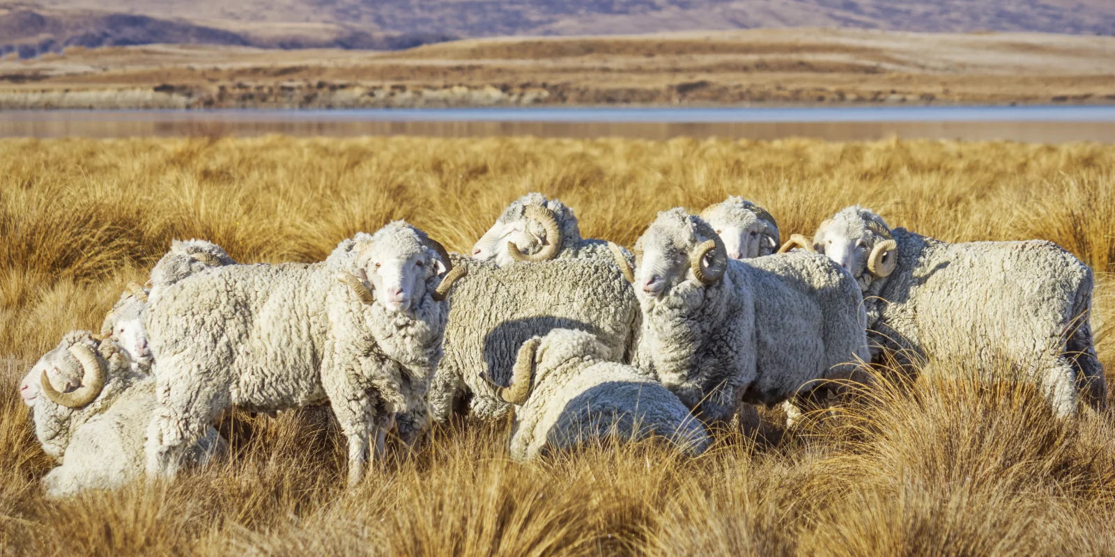 Group of merino sheep in a grassy field with mountains in the background