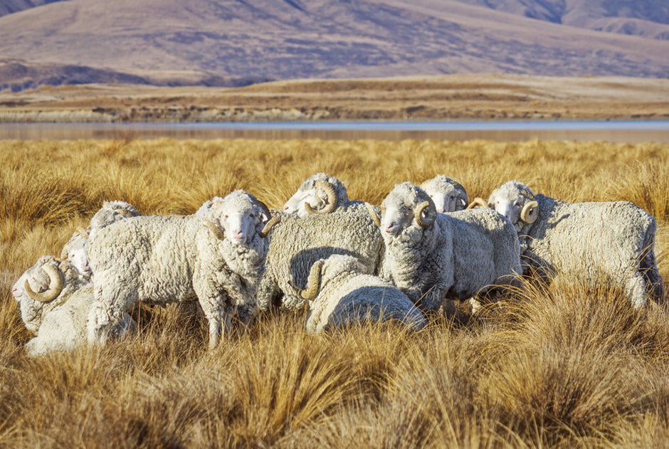 Merino wool comes from merino sheep