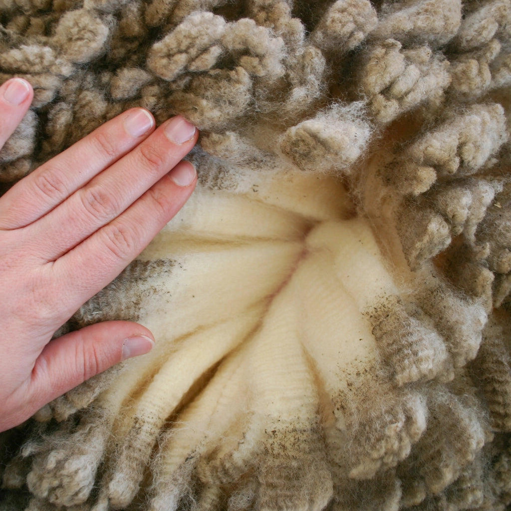 Close-up of a hand touching raw merino wool fleece