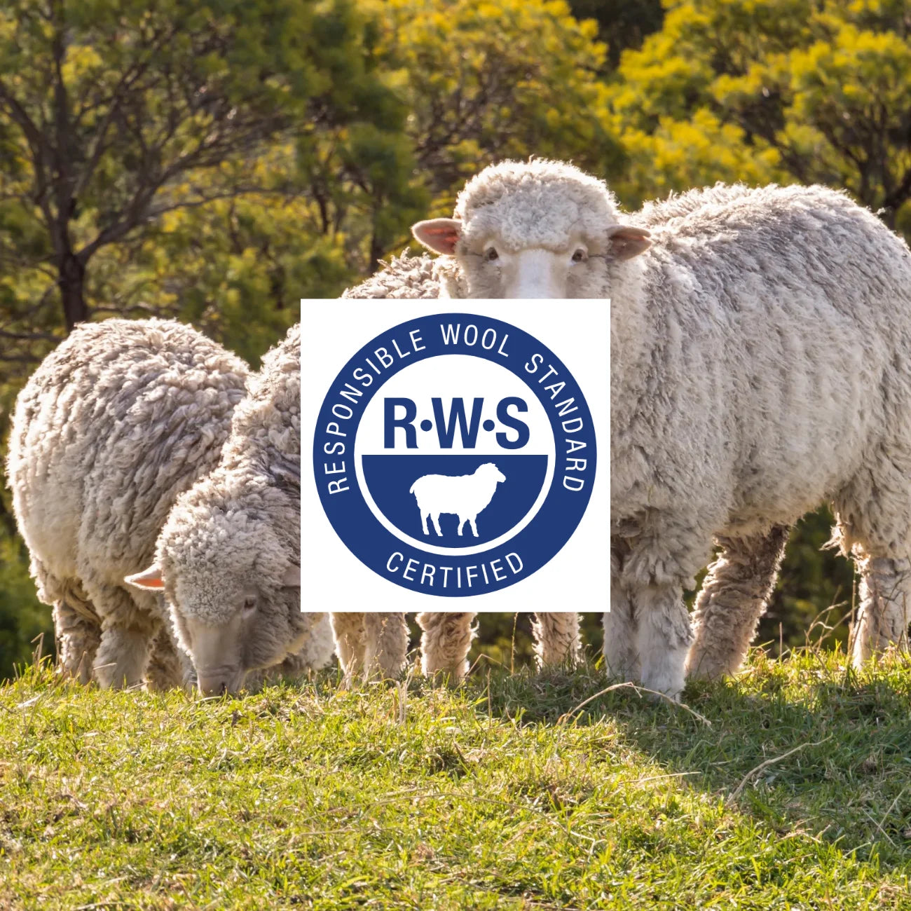 Sheep grazing in a field with the Responsible Wool Standard logo overlayed.