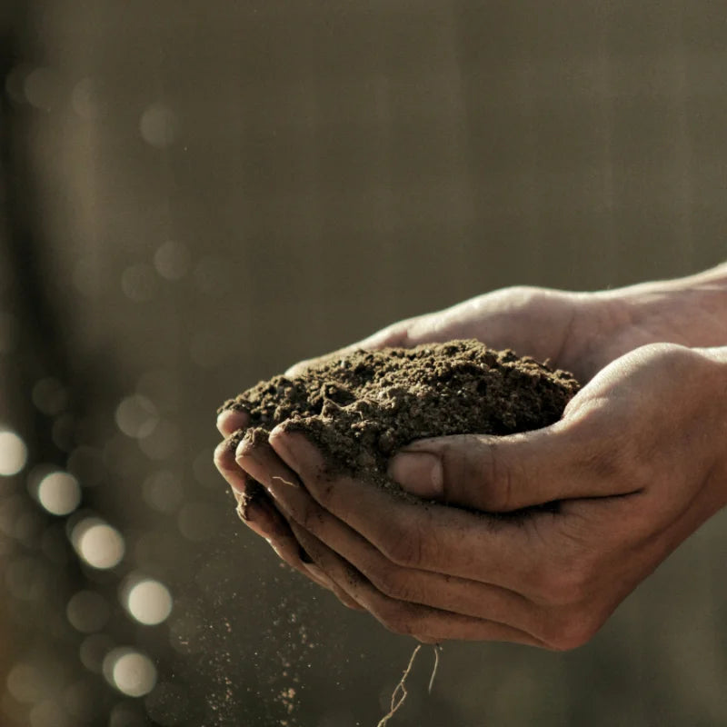 Hand holding a clump of soil with a blurred natural background