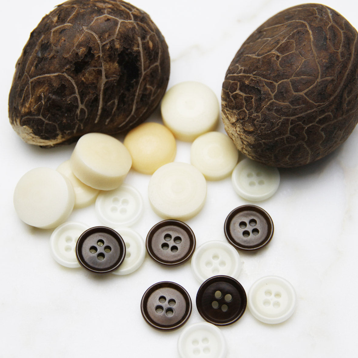 Buttons in white and brown on a white background with two large brown corozo nuts.