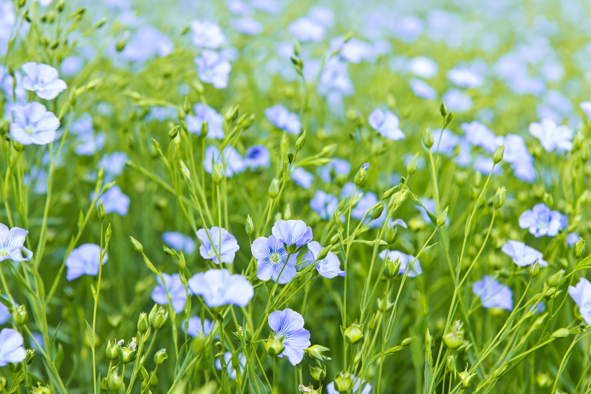 Discover the benefits of linen made from European flax