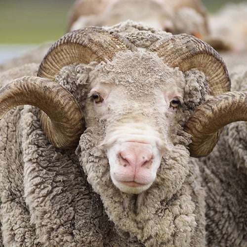Amazing benefits of merino wool