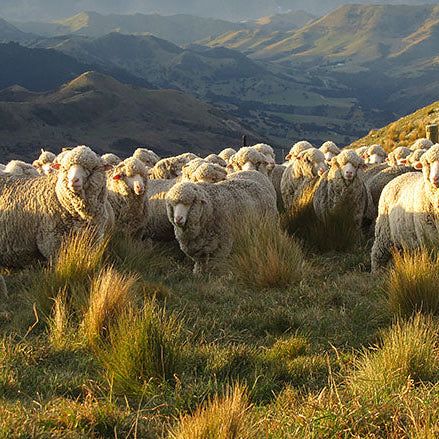 Sheep grazing in a hilly landscape with mountains in the background