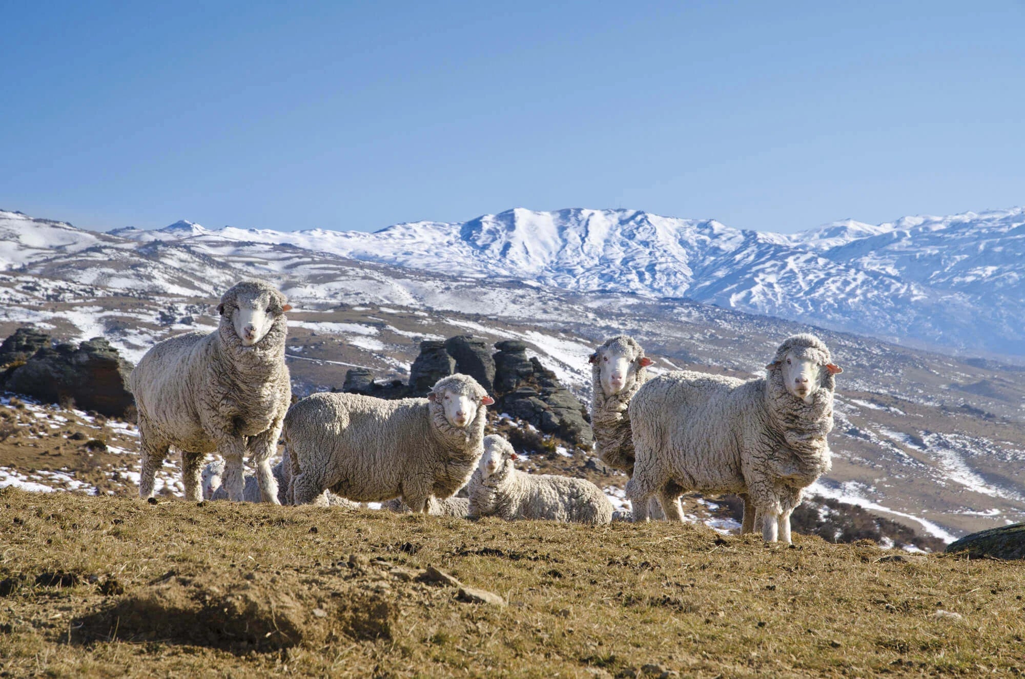 Sheep grazing on a grassy hill with snow-capped mountains in the background located in New Zealand