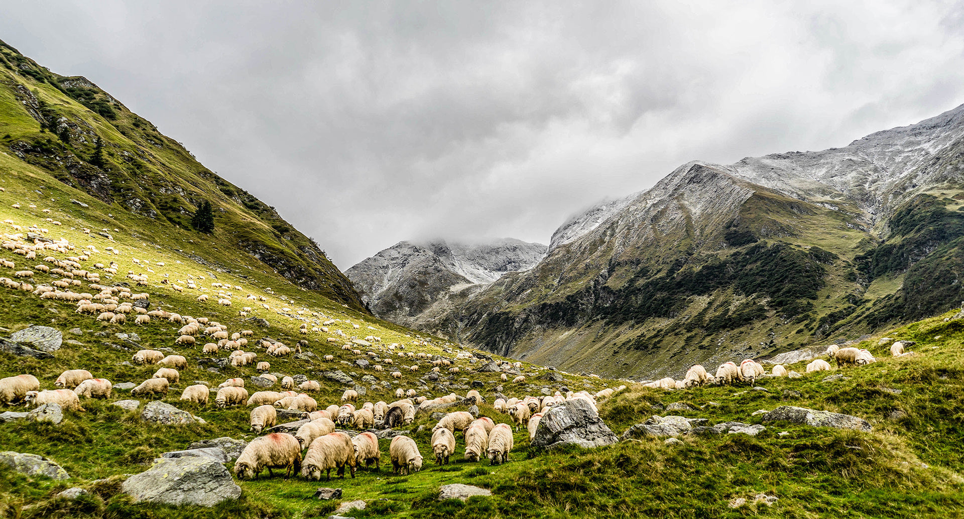 merino sheep grazing the highlands of New Zealand