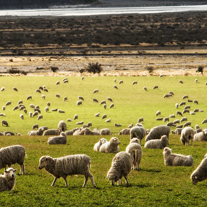 Sheep grazing in a green field with a scenic background