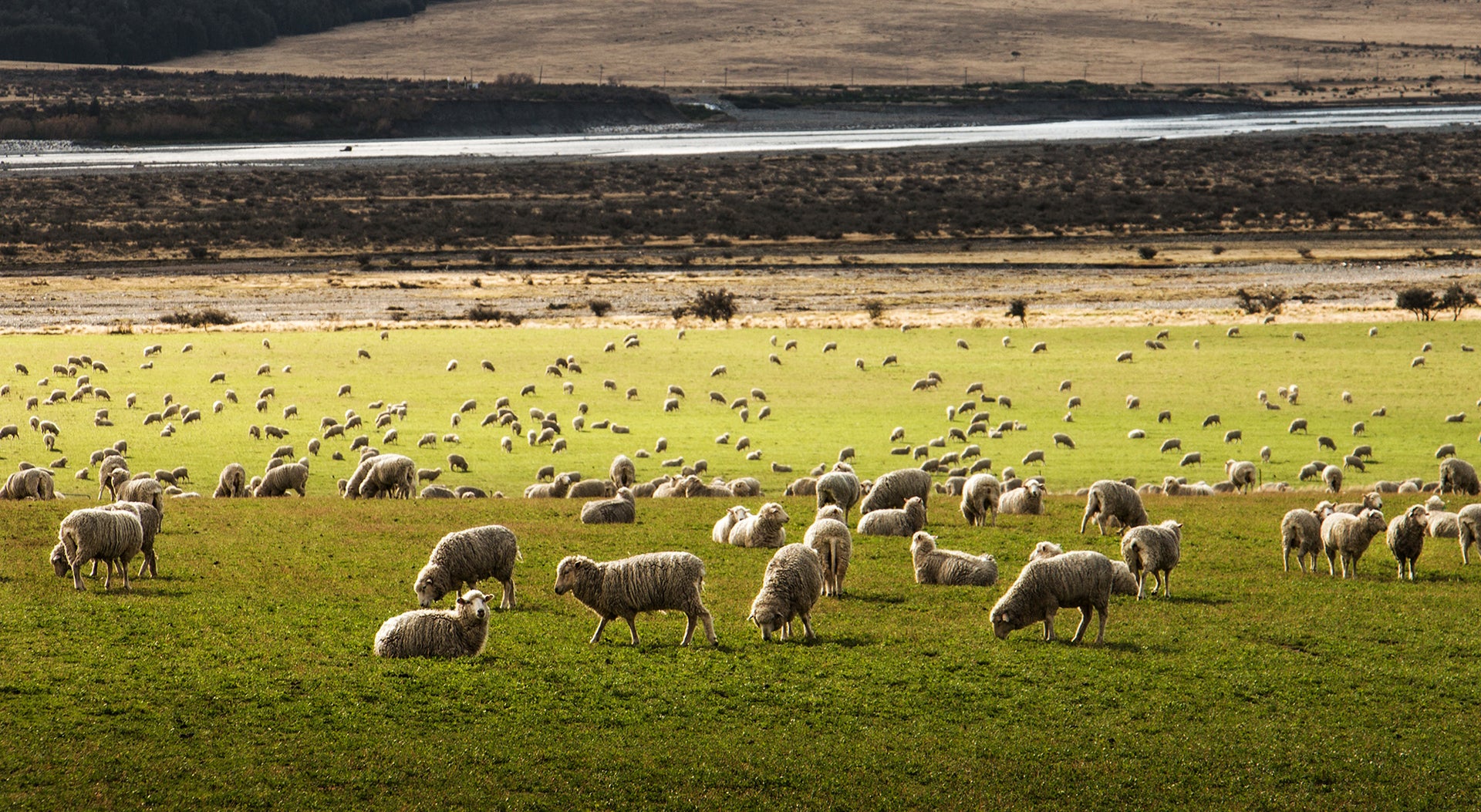 merino sheep grazing the grasslands in New Zealand
