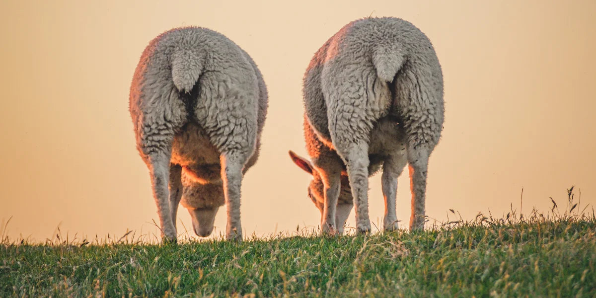 Two sheep grazing on a grassy field with a warm, sunset-like sky.