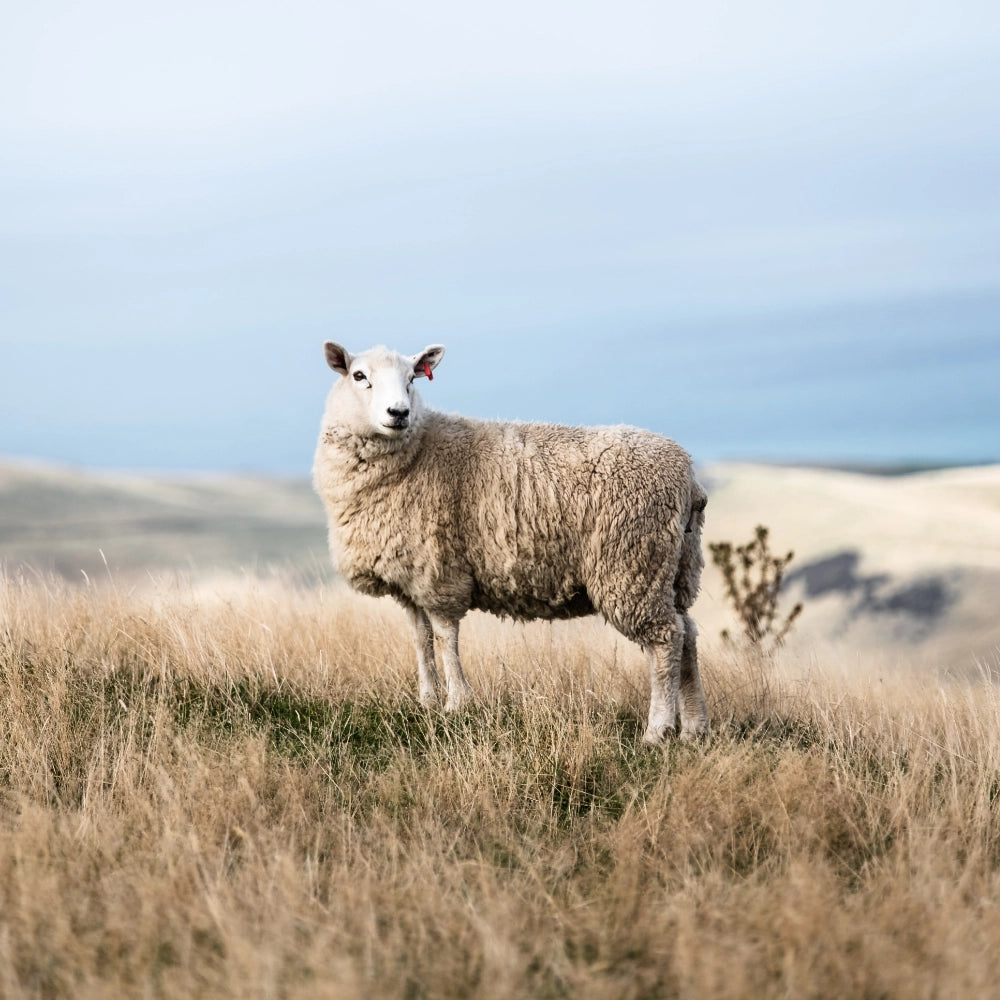 Sheep standing in a field with a clear sky