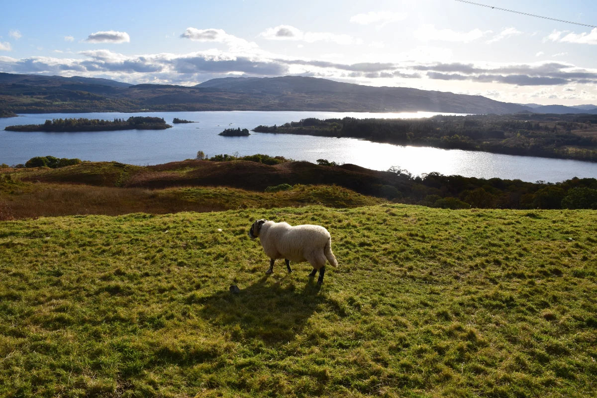 Sheep standing on a grassy hill with a lake and mountains in the background