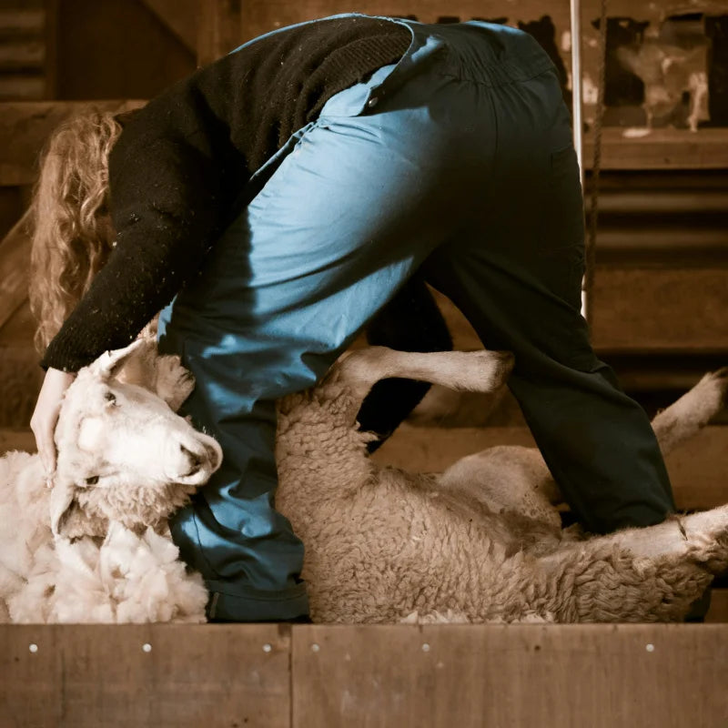 Person shearing a sheep in a barn setting